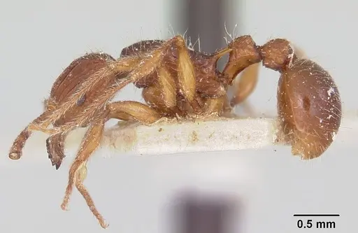 Tetramorium andrei specimen CASENT0101282 image casent0101282_3