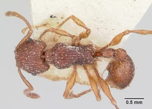 Tetramorium andrei specimen CASENT0101821 image casent0101821_1