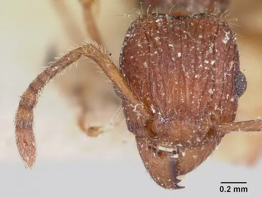 Tetramorium andrei specimen CASENT0101821 image casent0101821_2