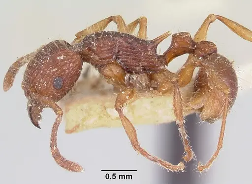 Tetramorium andrei specimen CASENT0101821 image casent0101821_3