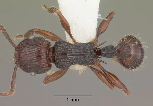 Tetramorium andrei specimen CASENT0102395 image casent0102395_1