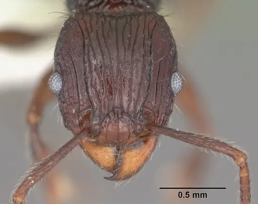 Tetramorium andrei specimen CASENT0102395 image casent0102395_2