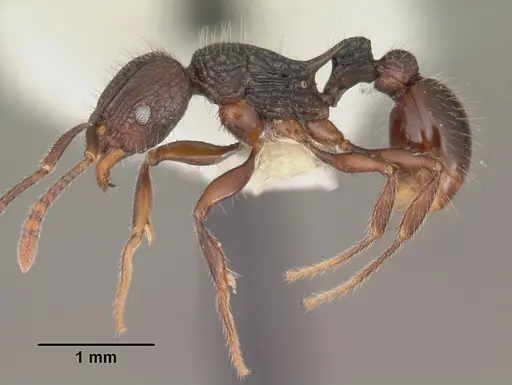 Tetramorium andrei specimen CASENT0102395 image casent0102395_3
