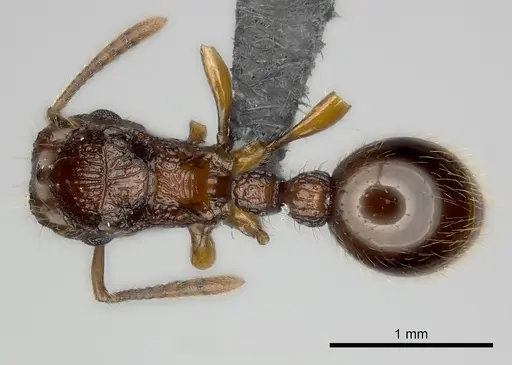 Tetramorium andrei specimen CASENT0163321 image casent0163321_1