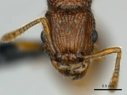 Tetramorium andrei specimen CASENT0163321 image casent0163321_2