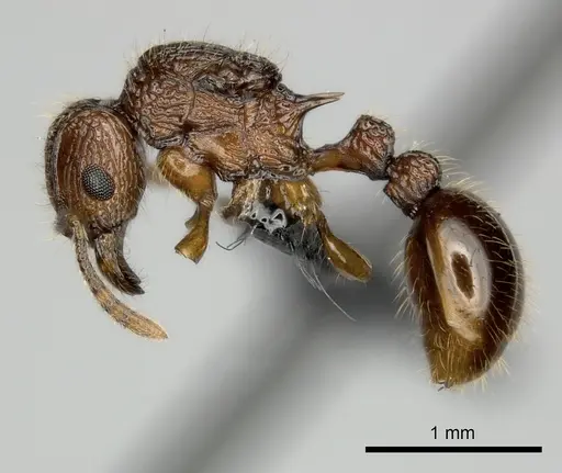 Tetramorium andrei specimen CASENT0163321 image casent0163321_3