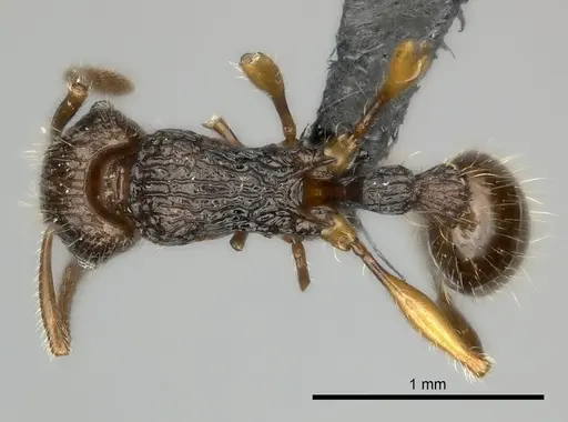 Tetramorium andrei specimen CASENT0163328 image casent0163328_1