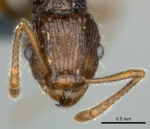 Tetramorium andrei specimen CASENT0163328 image casent0163328_2
