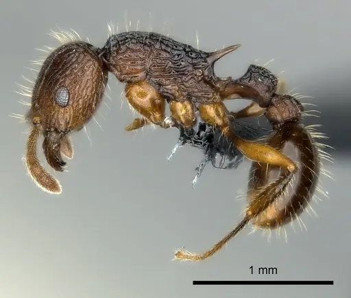 Tetramorium andrei specimen CASENT0163328 image casent0163328_3