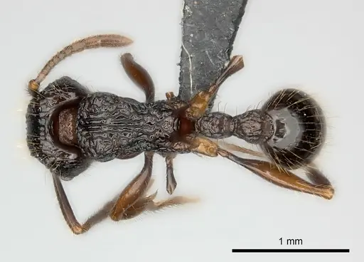 Tetramorium andrei specimen CASENT0163379 image casent0163379_1