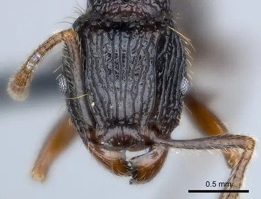 Tetramorium andrei specimen CASENT0163379 image casent0163379_2