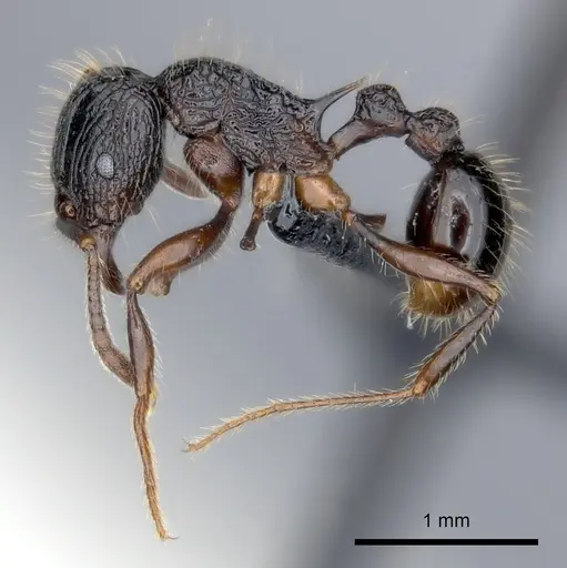 Tetramorium andrei specimen CASENT0163379 image casent0163379_3