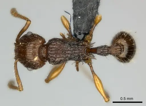 Tetramorium andrei specimen CASENT0163551 image casent0163551_1