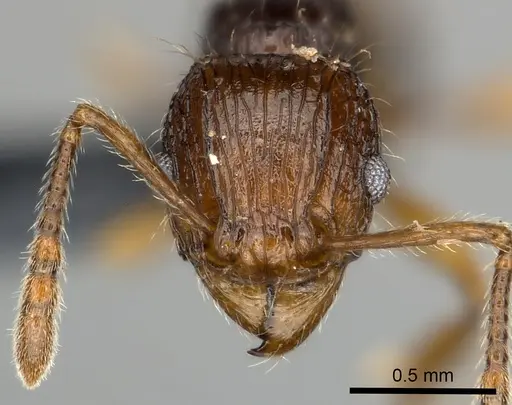 Tetramorium andrei specimen CASENT0163551 image casent0163551_2