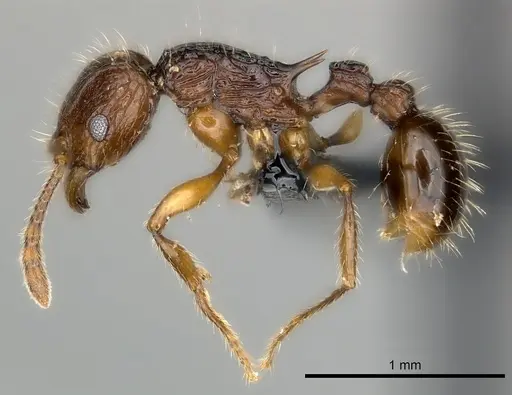 Tetramorium andrei specimen CASENT0163551 image casent0163551_3