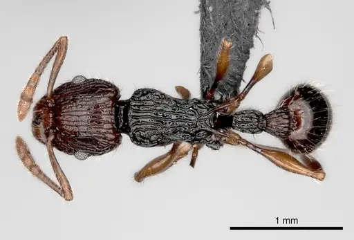 Tetramorium andrei specimen CASENT0163560 image casent0163560_1