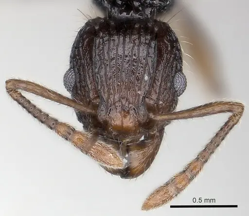 Tetramorium andrei specimen CASENT0163560 image casent0163560_2
