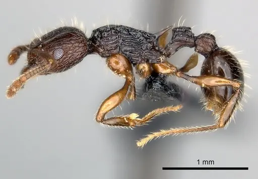 Tetramorium andrei specimen CASENT0163560 image casent0163560_3