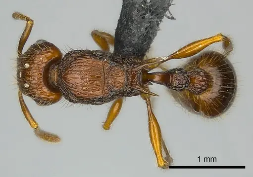 Tetramorium andrei specimen CASENT0464761 image casent0464761_1