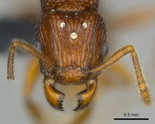 Tetramorium andrei specimen CASENT0464761 image casent0464761_2