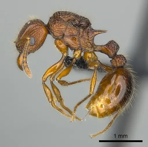 Tetramorium andrei specimen CASENT0464761 image casent0464761_3