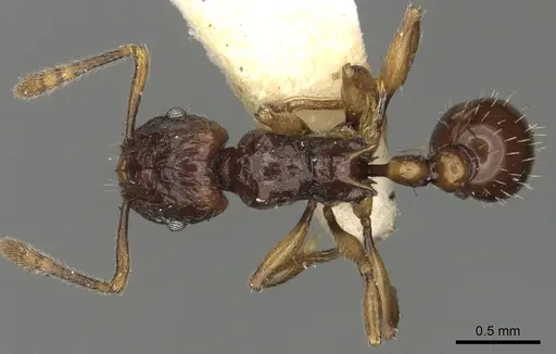 Tetramorium andrynicum specimen CASENT0901038 image casent0901038_1
