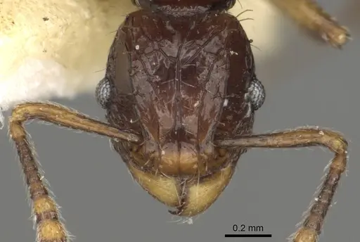 Tetramorium andrynicum specimen CASENT0901038 image casent0901038_2