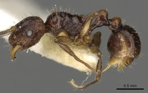 Tetramorium andrynicum specimen CASENT0901038 image casent0901038_3
