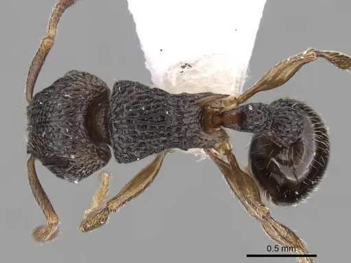 Tetramorium angulinode specimen CASENT0235158 image casent0235158_1