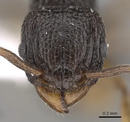 Tetramorium angulinode specimen CASENT0235158 image casent0235158_2