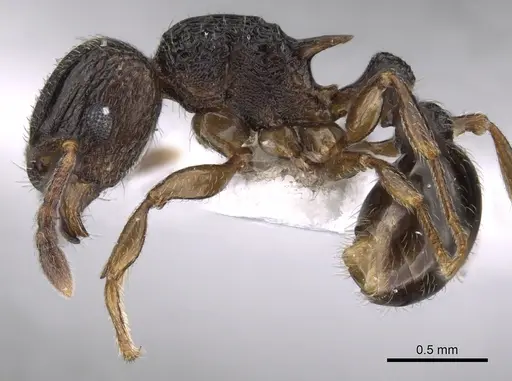 Tetramorium angulinode specimen CASENT0235158 image casent0235158_3