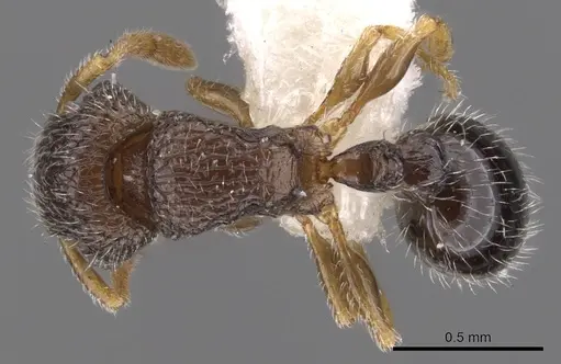 Tetramorium angulinode specimen CASENT0901162 image casent0901162_1