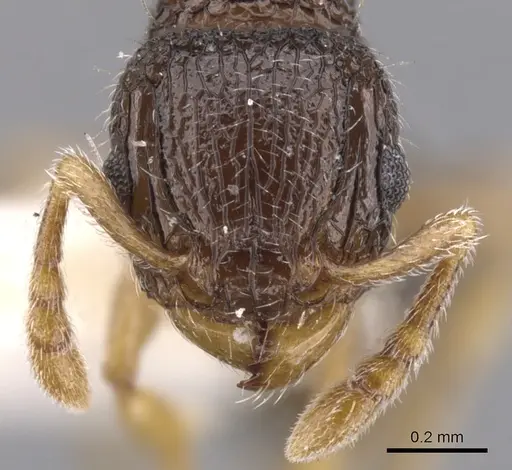 Tetramorium angulinode specimen CASENT0901162 image casent0901162_2