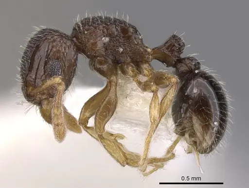 Tetramorium angulinode specimen CASENT0901162 image casent0901162_3