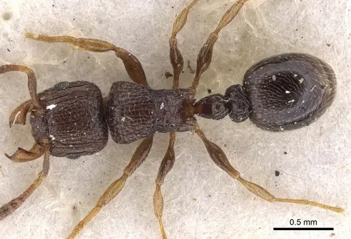 Tetramorium angulinode specimen CASENT0901163 image casent0901163_1