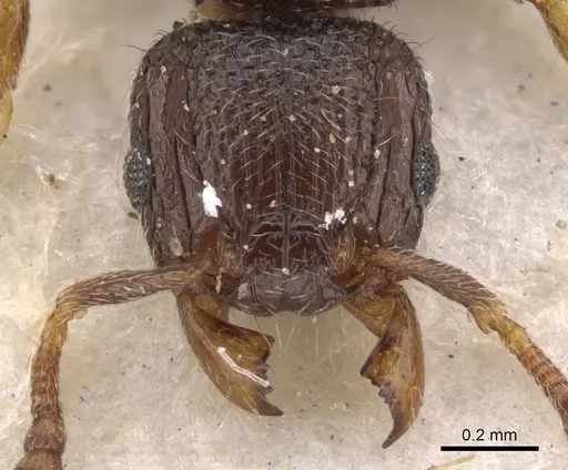 Tetramorium angulinode specimen CASENT0901163 image casent0901163_2