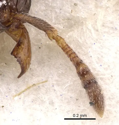 Tetramorium angulinode specimen CASENT0901163 image casent0901163_3