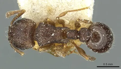 Tetramorium angulinode specimen CASENT0913987 image casent0913987_1