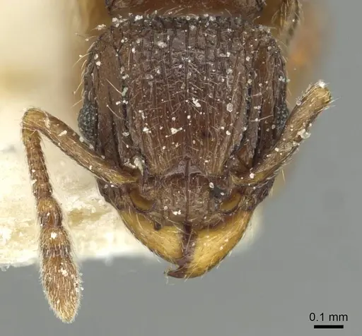 Tetramorium angulinode specimen CASENT0913987 image casent0913987_2