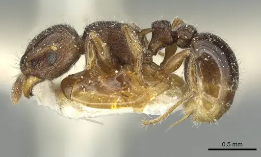 Tetramorium angulinode specimen CASENT0913987 image casent0913987_3