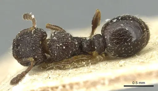 Tetramorium angulinode specimen CASENT0913988 image casent0913988_1