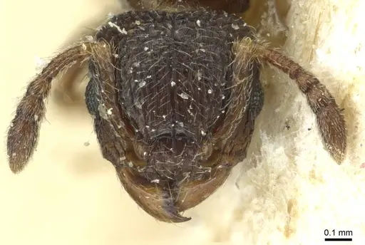 Tetramorium angulinode specimen CASENT0913988 image casent0913988_2
