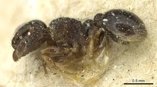 Tetramorium angulinode specimen CASENT0913988 image casent0913988_3