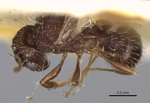 Tetramorium angulinode specimen CASENT0914276 image casent0914276_1