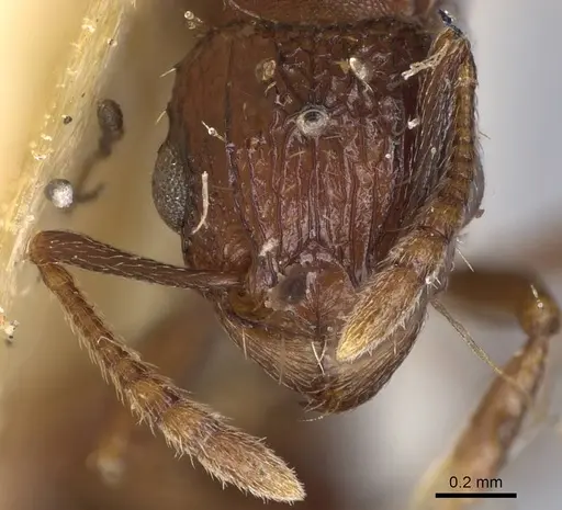 Tetramorium angulinode specimen CASENT0914276 image casent0914276_2