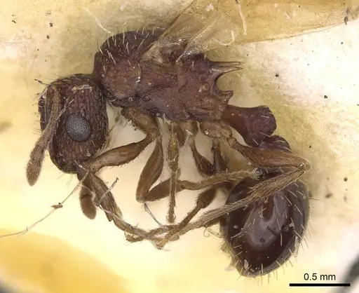 Tetramorium angulinode specimen CASENT0914276 image casent0914276_3