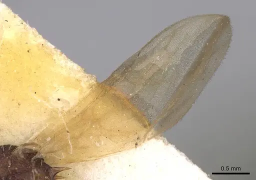 Tetramorium angulinode specimen CASENT0914276 image casent0914276_4