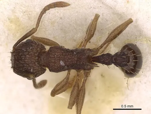 Tetramorium angulinode specimen CASENT0914277 image casent0914277_1