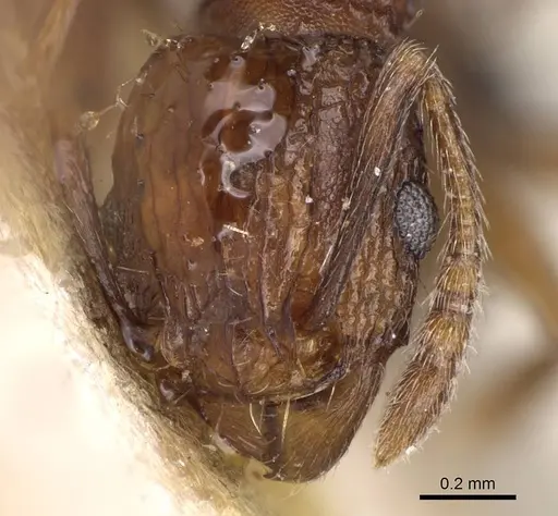 Tetramorium angulinode specimen CASENT0914277 image casent0914277_2