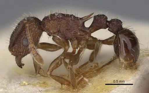 Tetramorium angulinode specimen CASENT0914277 image casent0914277_3